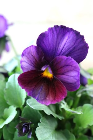 画像3: Nouvelle Vague〜ヌーヴェルヴァーグ〜 No.219