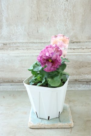 画像5: Robe de Antoinette〜ローブ・ドゥ・アントワネット〜 No.126