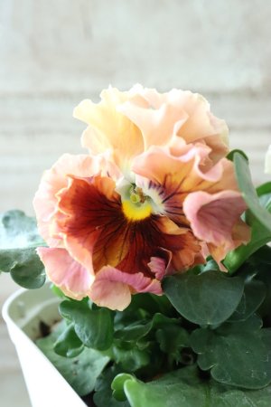 画像2: Robe de Antoinette〜ローブ・ドゥ・アントワネット〜 No.140