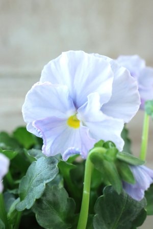 画像1: Nouvelle Vague〜ヌーヴェルヴァーグ〜 No.231