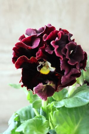 画像3: Robe de Antoinette〜ローブ・ドゥ・アントワネット〜 No.146