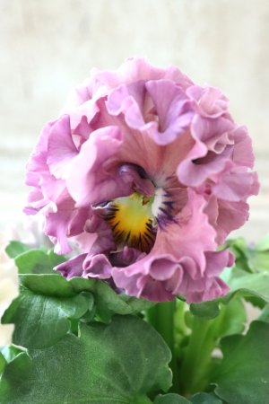 画像2: Robe de Antoinette〜ローブ・ドゥ・アントワネット〜 No.133