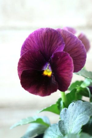 画像1: Nouvelle Vague〜ヌーヴェルヴァーグ〜 No.218