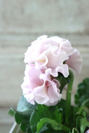 画像4: Robe de Antoinette〜ローブ・ドゥ・アントワネット〜 No.139