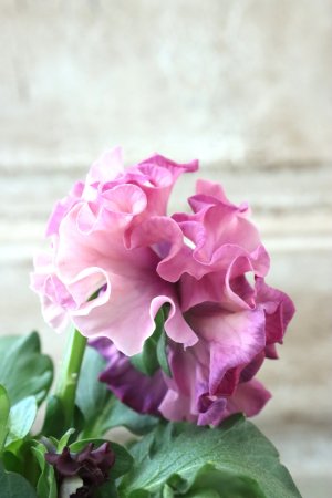 画像4: Robe de Antoinette〜ローブ・ドゥ・アントワネット〜 No.126