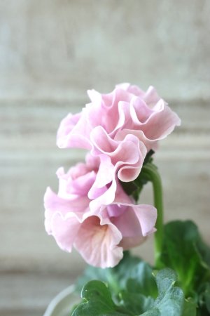 画像4: Robe de Antoinette〜ローブ・ドゥ・アントワネット〜 No.137