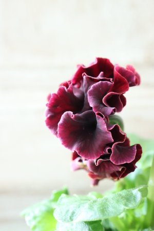 画像4: Robe de Antoinette〜ローブ・ドゥ・アントワネット〜 No.146