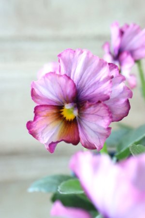 画像2: Nouvelle Vague〜ヌーヴェルヴァーグ〜 No.217