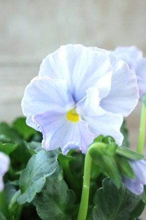 画像2: Nouvelle Vague〜ヌーヴェルヴァーグ〜 No.231