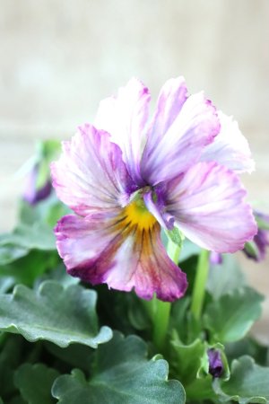 画像1: Nouvelle Vague〜ヌーヴェルヴァーグ〜 No.228