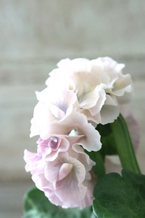 画像4: Robe de Antoinette〜ローブ・ドゥ・アントワネット〜 No.149