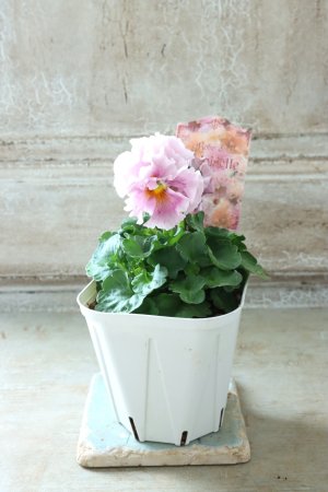 画像5: Robe de Antoinette〜ローブ・ドゥ・アントワネット〜 No.145