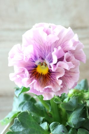 画像1: Robe de Antoinette〜ローブ・ドゥ・アントワネット〜 No.152