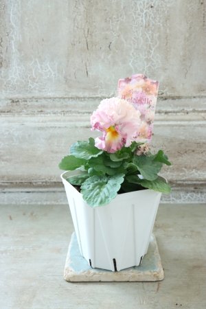 画像5: Robe de Antoinette〜ローブ・ドゥ・アントワネット〜 No.128