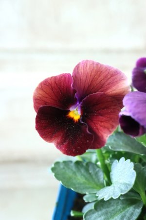 画像4: Nouvelle Vague〜ヌーヴェルヴァーグ〜 No.218