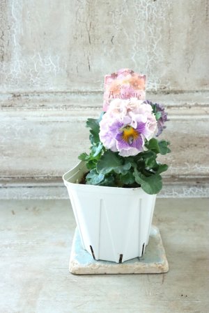 画像6: Robe de Antoinette〜ローブ・ドゥ・アントワネット〜 No.123