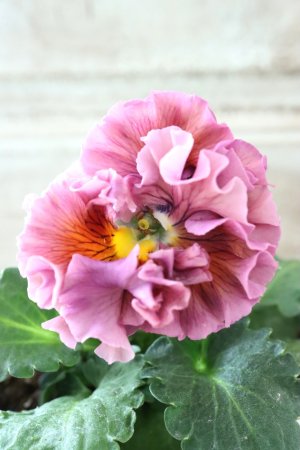 画像2: Robe de Antoinette〜ローブ・ドゥ・アントワネット〜 No.136