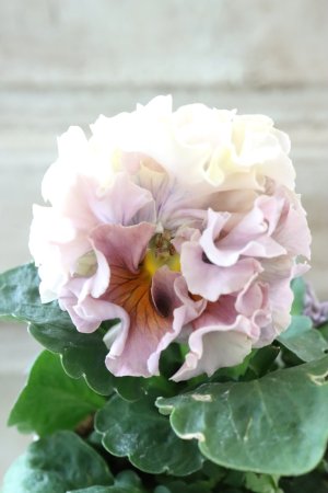 画像2: Robe de Antoinette〜ローブ・ドゥ・アントワネット〜 No.121