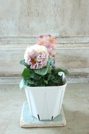 画像5: Robe de Antoinette〜ローブ・ドゥ・アントワネット〜 No.121