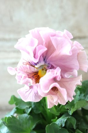 画像1: Robe de Antoinette〜ローブ・ドゥ・アントワネット〜 No.137