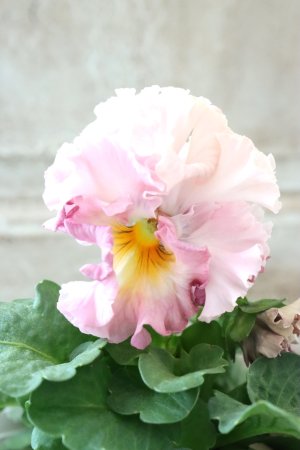 画像1: Robe de Antoinette〜ローブ・ドゥ・アントワネット〜 No.128