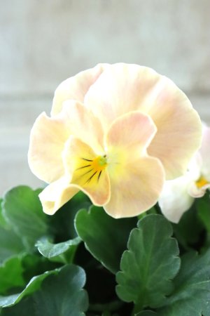 画像1: Nouvelle Vague〜ヌーヴェルヴァーグ〜 No.220