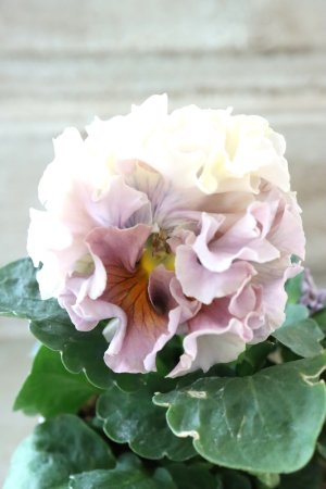 画像1: Robe de Antoinette〜ローブ・ドゥ・アントワネット〜 No.121