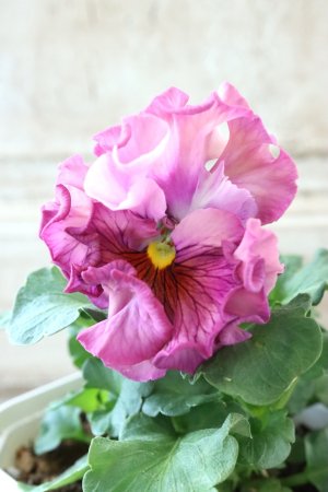 画像3: Robe de Antoinette〜ローブ・ドゥ・アントワネット〜 No.126