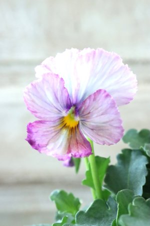 画像3: Nouvelle Vague〜ヌーヴェルヴァーグ〜 No.228