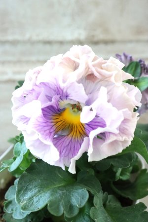 画像2: Robe de Antoinette〜ローブ・ドゥ・アントワネット〜 No.123