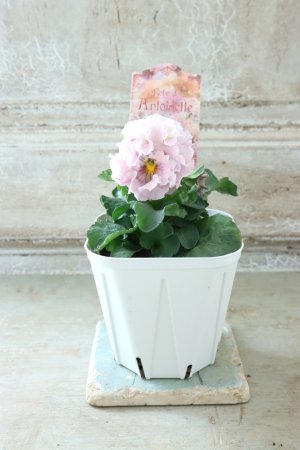 画像5: Robe de Antoinette〜ローブ・ドゥ・アントワネット〜 No.139