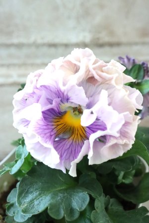 画像3: Robe de Antoinette〜ローブ・ドゥ・アントワネット〜 No.123