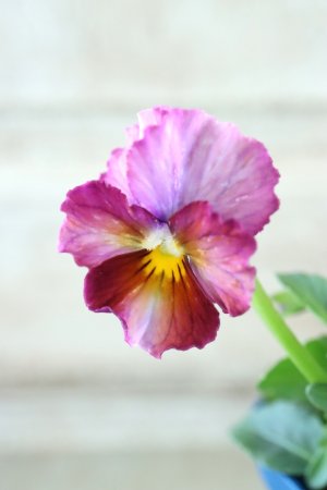 画像2: Nouvelle Vague〜ヌーヴェルヴァーグ〜 No.206