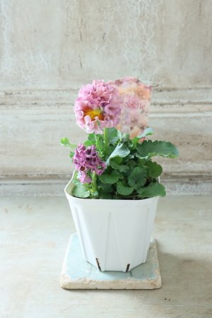 画像5: Robe de Antoinette〜ローブ・ドゥ・アントワネット〜 No.150