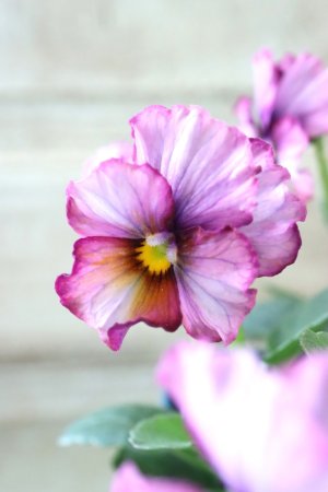 画像1: Nouvelle Vague〜ヌーヴェルヴァーグ〜 No.217