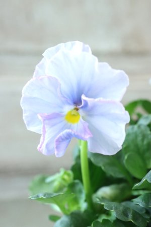 画像4: Nouvelle Vague〜ヌーヴェルヴァーグ〜 No.231