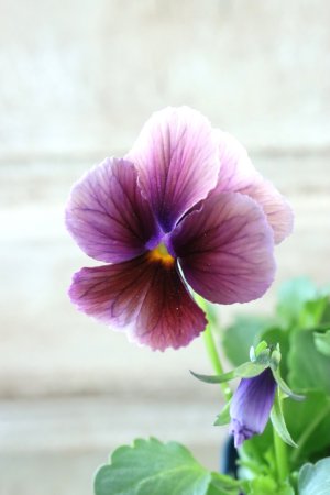 画像1: Nouvelle Vague〜ヌーヴェルヴァーグ〜 No.223