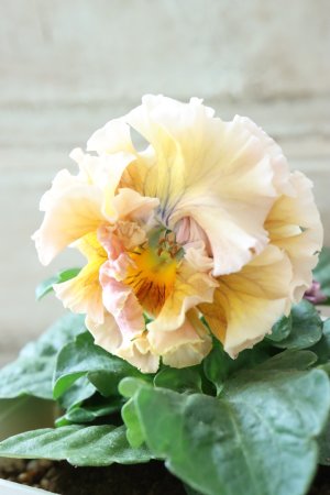 画像3: Robe de Antoinette〜ローブ・ドゥ・アントワネット〜 No.153