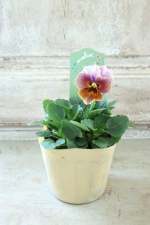 画像4: 絞り咲きビオラ evolve "stripe"~エボルベ ストライプ~ No.22