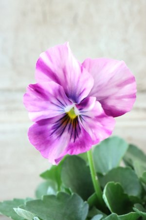 画像3: 絞り咲きビオラ evolve "stripe"~エボルベ ストライプ~ No.32