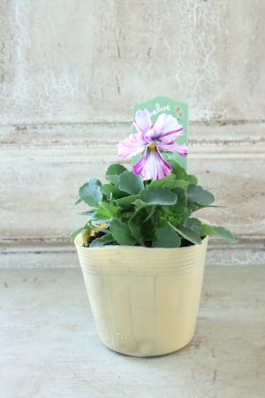 画像4: 絞り咲きビオラ evolve "stripe"~エボルベ ストライプ~ No.13