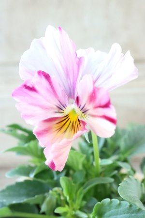 画像3: 絞り咲きビオラ evolve "stripe"~エボルベ ストライプ~ No.29