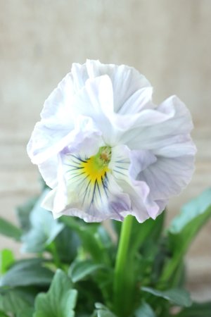 画像2: Fee des neiges Crepe "フェデネージュ クレープ" No.114