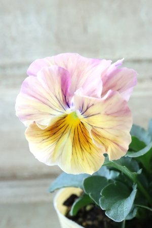 画像1: 絞り咲きビオラ evolve "stripe"~エボルベ ストライプ~ No.12