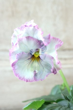 画像2: Fee des neiges~Lumiere~ "フェデネージュ ~ルミエール~" No.37