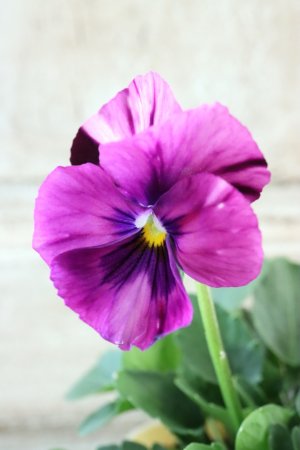 画像1: 絞り咲きビオラ evolve "stripe"~エボルベ ストライプ~ No.18