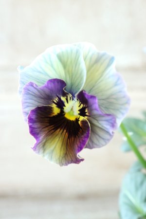 画像1: Fee des neiges~Bonne Soiree~ "フェデネージュ ~ボンソワレ~" No.76