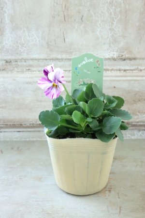 画像4: 絞り咲きビオラ evolve "stripe"~エボルベ ストライプ~ No.17