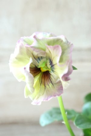 画像4: Fee des neiges~Monet Meules~ "フェデネージュ ~モネ 積みわら~" No.96