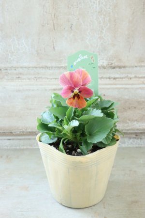 画像4: 絞り咲きビオラ evolve "stripe"~エボルベ ストライプ~ No.35